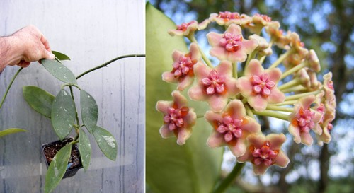 Hoya diversifolia,