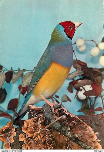 Carte postale animaux - postale,