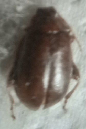 Chrysomelidae lactica - chrysomelidae,