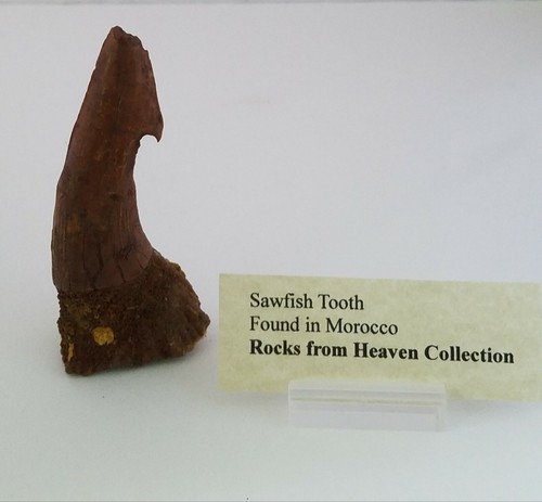 Sawfish tooth mm - sawfish, 86