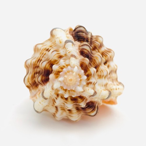 Coquillage murex haustellum - coquillage,