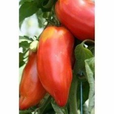 ANDINA CORNUE TOMATE, 50