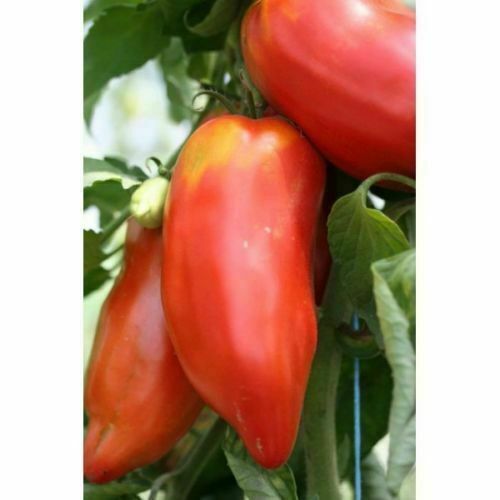 Andina cornue tomate 50 - andina,