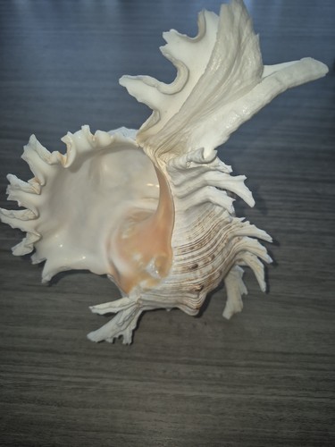 Coquillage murex ramosus - murex,