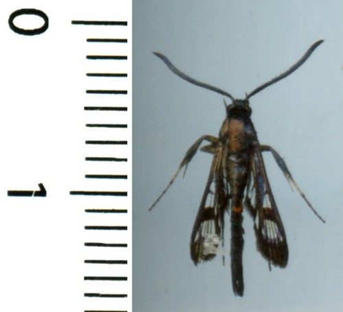 Sesiidae pyropteron affinis - -,