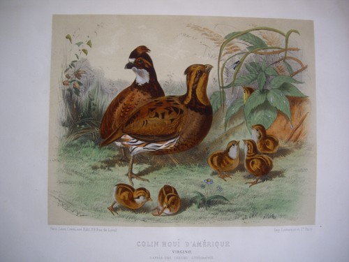 Lithographie originale - , en