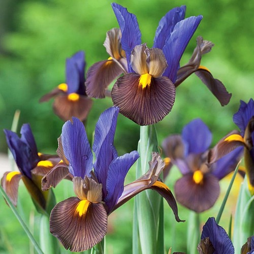 Iris bulbes fleurs - iris,