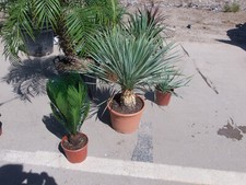 Yucca rostrata une - yucca, belle