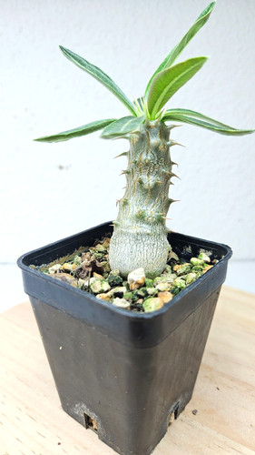Pachypodium - , sp