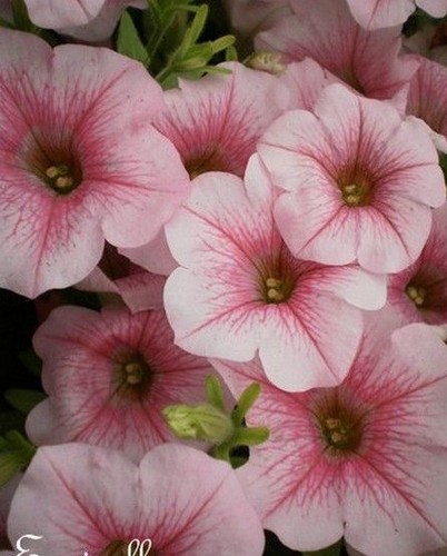 Surfinia pétunia rose - pétunia, 'rose