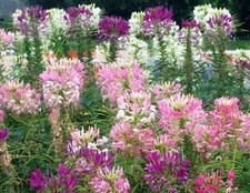 100 FRESH SPIDER PLANT MIXED