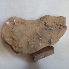 Plaque De Belemnite, Fossiles France