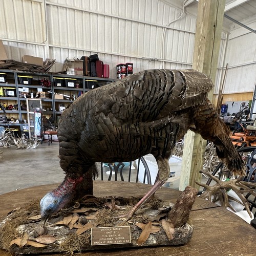 Feeding turkey taxidermy mount - feeding,