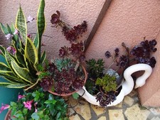 lot==== 2succulentes et2aéonium s pourpre===  lire description