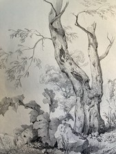 Très Belle Gravure Arbre Olivier Tronc Delpech Remond 1829 Lithographie Ancien