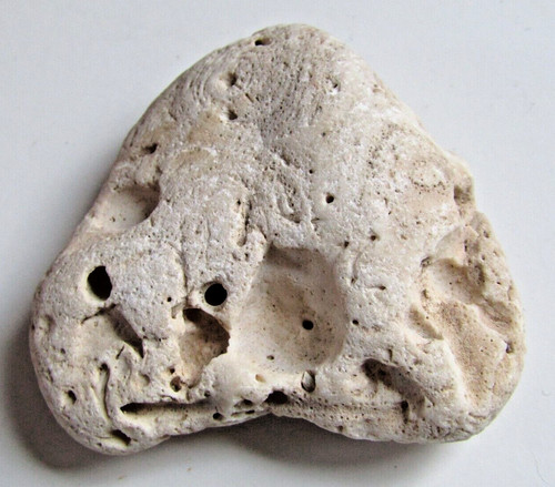 Magnifique fossile corail - magnifique,