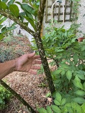 Amorphophallus konjac ° 1