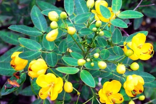 Sickle senna pod - sickle,