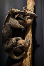Taxidermie Fourmillier Perou
