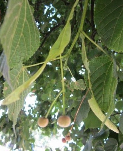 Tilleul europeen tilia - tilleul,