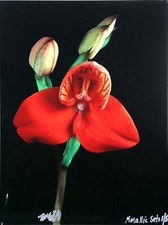 Jonathan Singer, Rouge Orchidée De Métallique Lots, Dye Impression Sublimation À