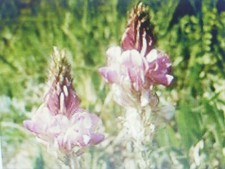 50 graines de Sainfoin /