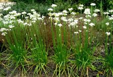 Ciboule De Chine  50 Graines