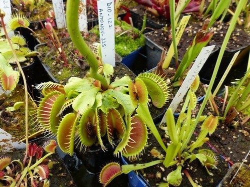 Dionaea muscipula antonov - muscipula, "antonov