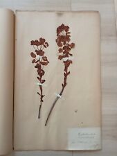 Ancien Herbier Botanique Histoire Naturelle 1892 Euphorbia helioscopia Roche Yon