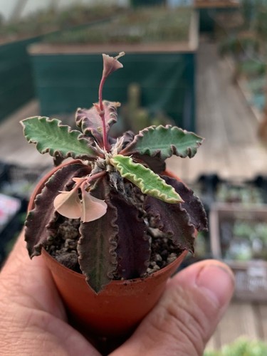 Euphorbia decaryi hybride - , rare