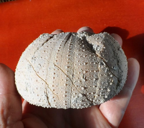 énorme oursin fossile - oursin,