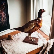 Faisan naturalisé / empaillé / pheasant / taxidermie / taxidermy