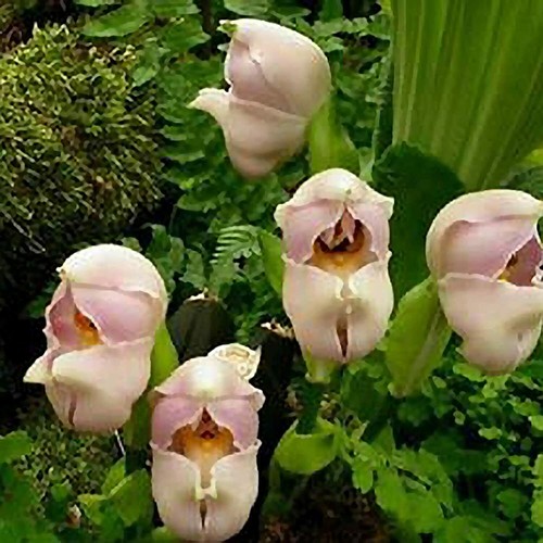 Graines anguloa uniflora - 10,