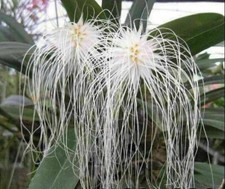 Bulbophyllum medusae Species Orchid Plant