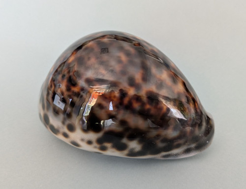 Cypraea tigris - 96,7, mm