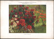 1910 Lithographie Rhododendron