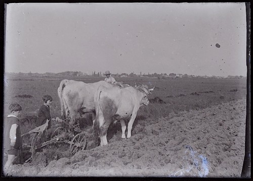 Vie travaux agricoles - vie,