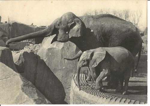 Cpa paris parc zoologique - 75_,