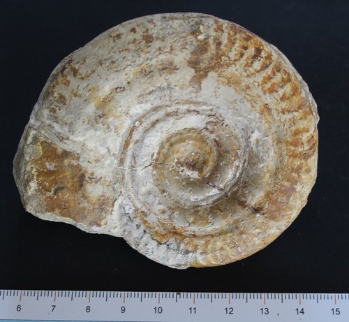 Ammonite fossile hildoceras - fossile,