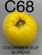 graine / seed tomate taille grosse variété COEUR DE BOEUF BLANCHE