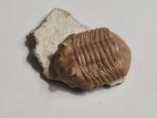 Trilobite: Asaphus Russie