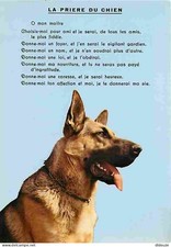 Carte postale animaux - carte,
