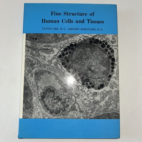 Fine structure human - fine, of