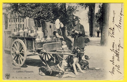 Cpa belgique anvers hondenkar - cpa,