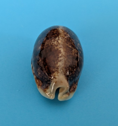 Cypraea eglantina niger - , 51,2
