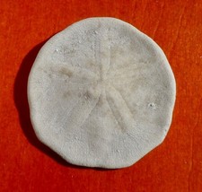 OURSIN FOSSILE ÉOCÈNE DE