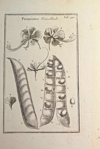 Gravure botanique pitton - botanique,