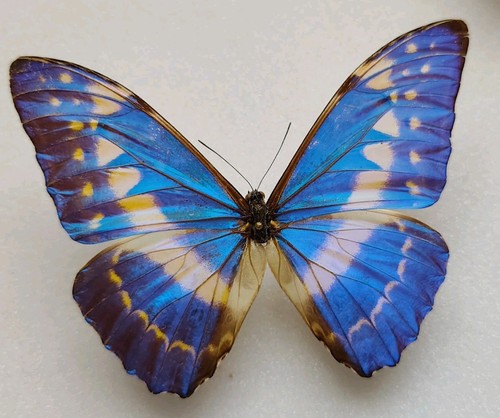 Entomologie morpho cypris male - entomologie,