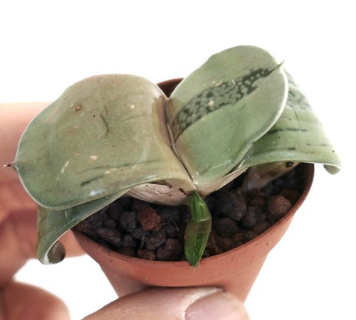 Gasteria armstrongii - , cv