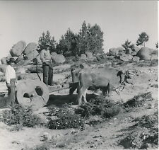 PORTUGAL c. 1950 - Serra de Estrela Paysans Boeufs Charette - Div 4091
